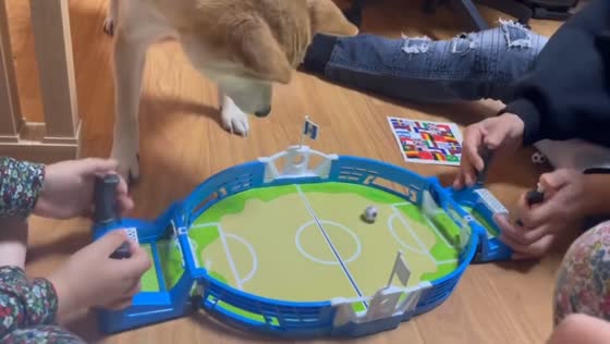 Dog hilariously snatches ball from tabletop soccer toy in Seoul, South Korea