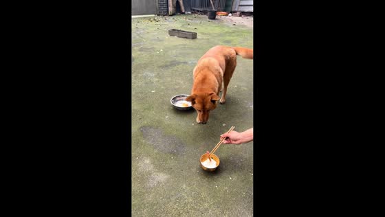 Dog offers bigger piece of meat to owner in Hunan, China