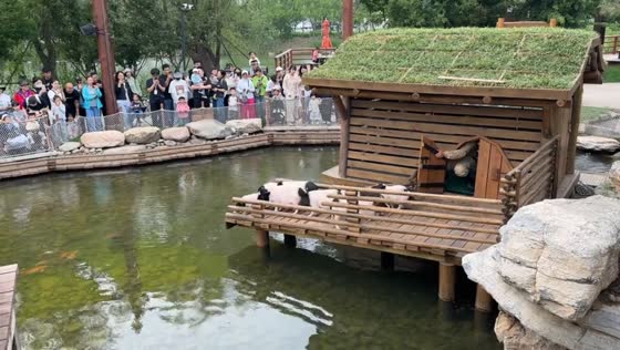 Pigs line up and jump into pond during amusing zoo performance in Hebei, China