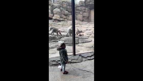 Baboons draw surprised reactions from onlookers at Prospect Park Zoo in Brooklyn, New York, USA