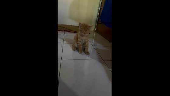 Sleepy feline serenity: a cat's peaceful drift into slumber