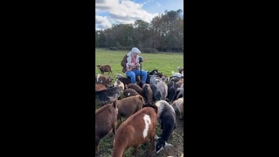 Musician plays guitar with a herd of goats in Neuvillette-en-Charnie, France