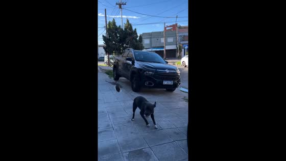 Bird playfully teases calm pit bull during walk in Buenos Aires, Argentina