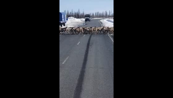 Endless stream of migrating reindeer blocks roadway in Kamchatka, Russia