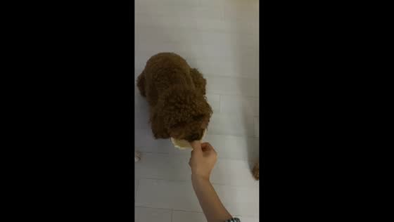 Pet dog hilariously takes huge bite of treat in Seoul, South Korea