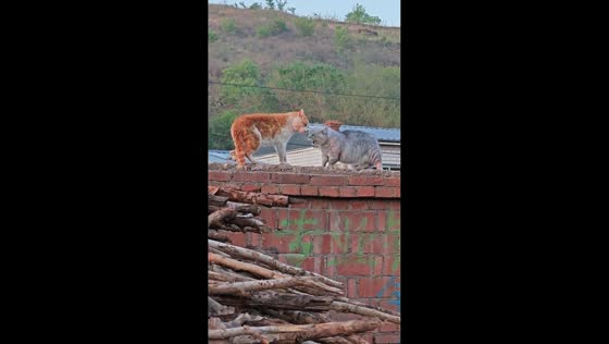 Pet cat and stray face off on wall in Liaoning, China