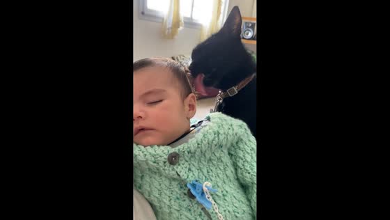 Cat lovingly licks baby’s head in Buenos Aires, Argentina