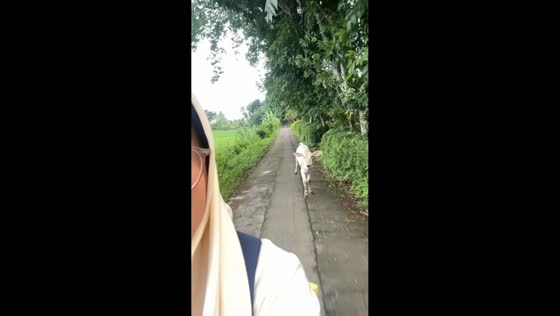 Motorcycle ride interrupted by chasing cow in Kebumen, Indonesia