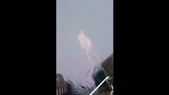 Sea lion appears dead but emerges alive in Chile