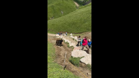 Yak puppy playfully chases tourists on trail in Trento, Italy