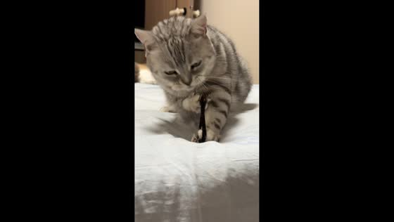 Kitten launches and chases hair band in Jilin, China