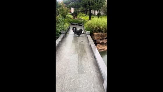 Black swan chases visitor on bridge in Shandong, China