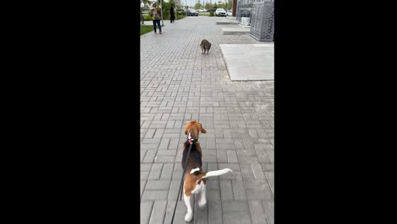 Dog retreats backwards in face-off with intimidating cat