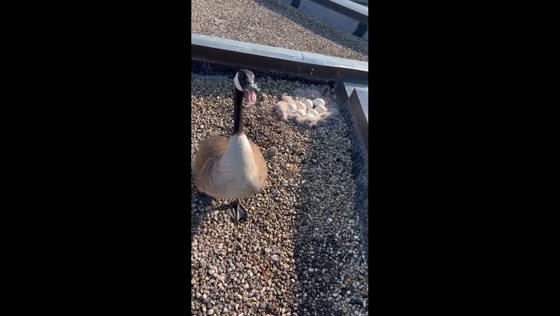 Canada geese guard rooftop nest with eight eggs in Roselle, Illinois, USA