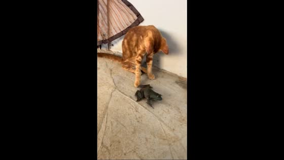 Tabby cat tries to play with frog in Guangdong, China