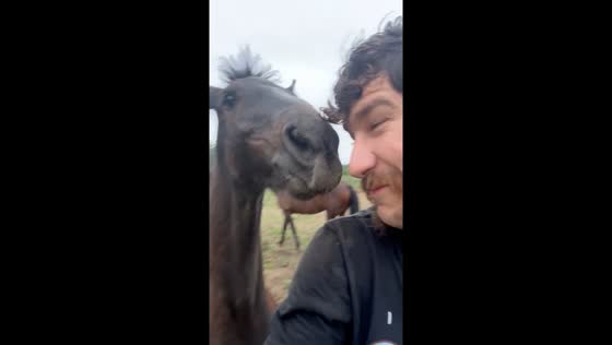 Farrier playfully collides with horse in Central Ohio, USA