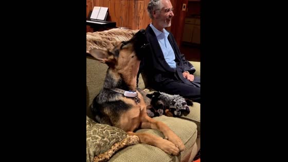 Adorable German Shepherd sings along with owner and howls cutely on the couch!