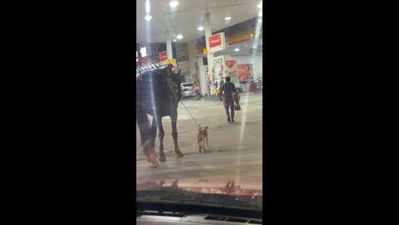 Unusual animal trio spotted near gas station in Suzano, Brazil