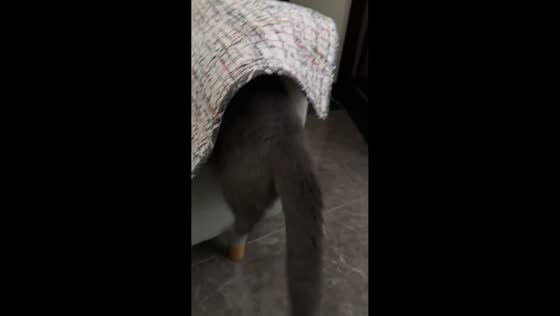 Naughty cat startled on sofa in Henan, China