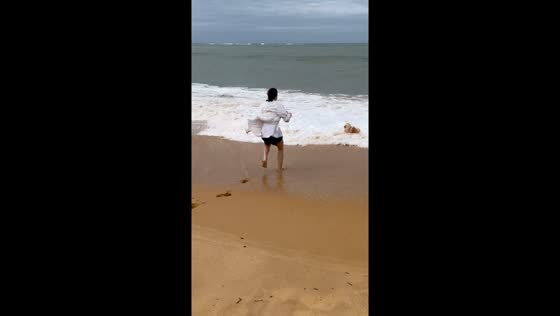 Beach surprise: puppy Thomas makes a splash in Brazil