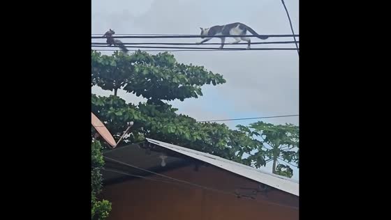 Cat chases squirrel on overhead cables in Puntarenas, Costa Rica