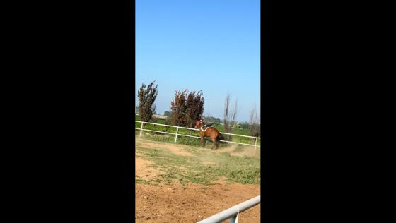 Woman loses control during horse ride, crashes into railings in Shandong, China