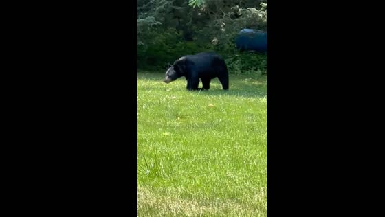 Bear roams through suburban Connecticut neighborhood
