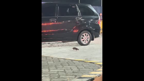 Small rat narrowly avoids traffic on NLEX Marilao in Bulacan, Philippines