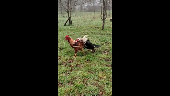Feathered frenzy: Kiko the Duck and Galeón the rooster's hilarious daily showdown in Vaqueria