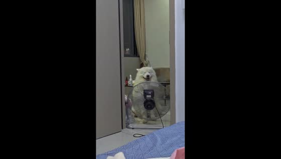 Samoyed dog enjoys sitting in front of electric fan in Guangdong, China