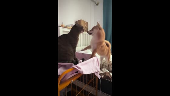Cat and dog playful scuffle in Shanghai, China