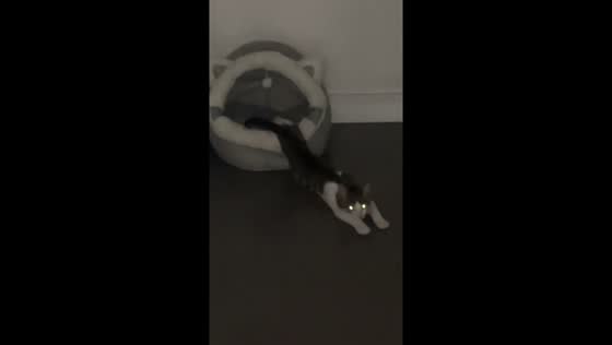 Lazy cat refuses to get up after nap in London, England, UK