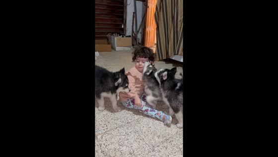 Adorable chaos: child overwhelmed by playful puppies