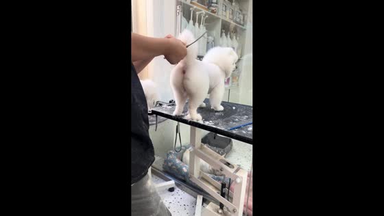 Playful dog resists grooming, kicks groomer while having hair trimmed in Liaoning, China
