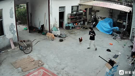 Rooster chases woman across courtyard in Henan, China