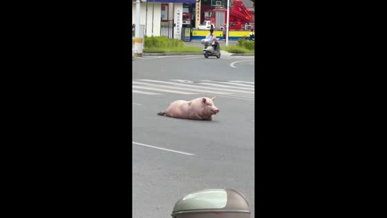 Large pig lies in middle of road after apparently escaping in Jiangsu, China