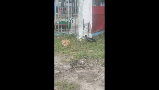 Cat and crow engage in playful standoff in Nizhny Novgorod, Russia