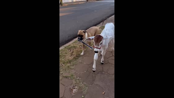 Dog leads a calf on a leash in Brazil