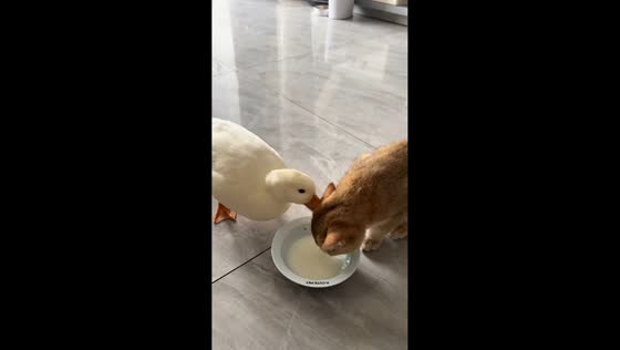 Mischievous duck interrupts cat’s milk break in Shaanxi, China