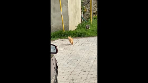 Chase mishap: cat accidentally collided with a pole