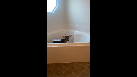 Wild buck found trapped inside home in Jacksonville, Florida, USA