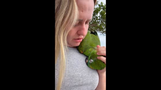 Affectionate parrot cuddles with owner in Colorado do Oeste, Brazil