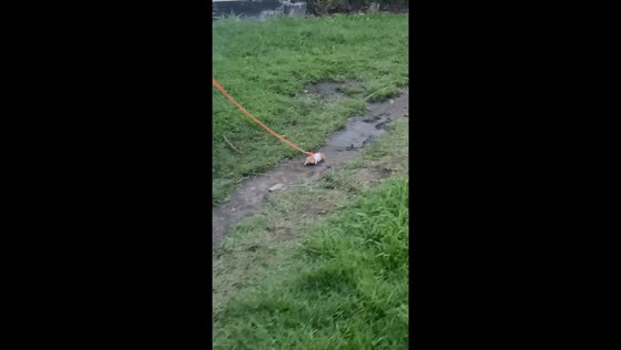 Unexpected encounter: girl takes hamster for a stroll in Bogota