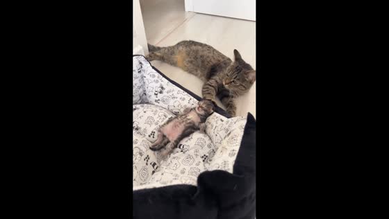 Mother cat lovingly watches over sleeping kitten in Ufa, Russia