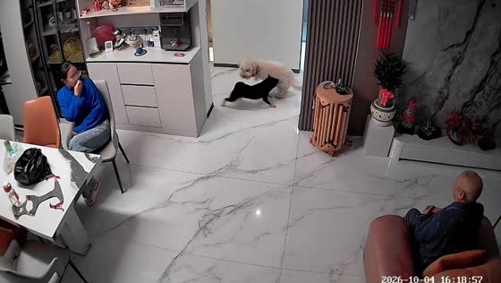 Family rushes to separate two dogs fighting inside a home in Jilin, China