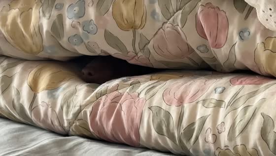 Dog burrows into folded blanket with only nose visible in Hebei, China