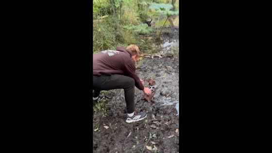 Dog patiently waits to be rescued after getting stuck in mud in Hayle, UK
