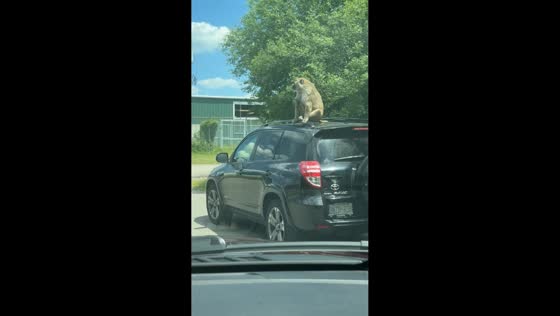 Baboon rides on vehicle during encounter at African Lion Safari in Cambridge, Canada