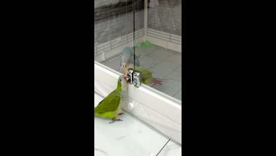 Parrot closes cage door as another bird tries to escape in Zhejiang, China