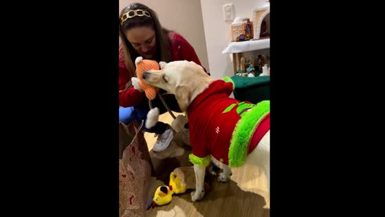 The cute dog is excited to get his gifts!